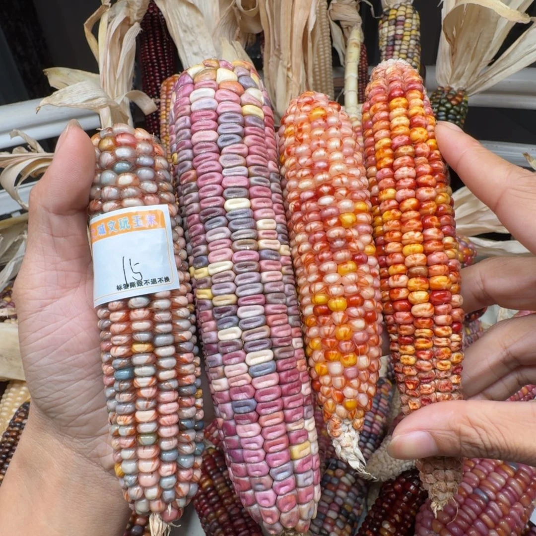 咖***妃吊坠柏香籽/百香籽