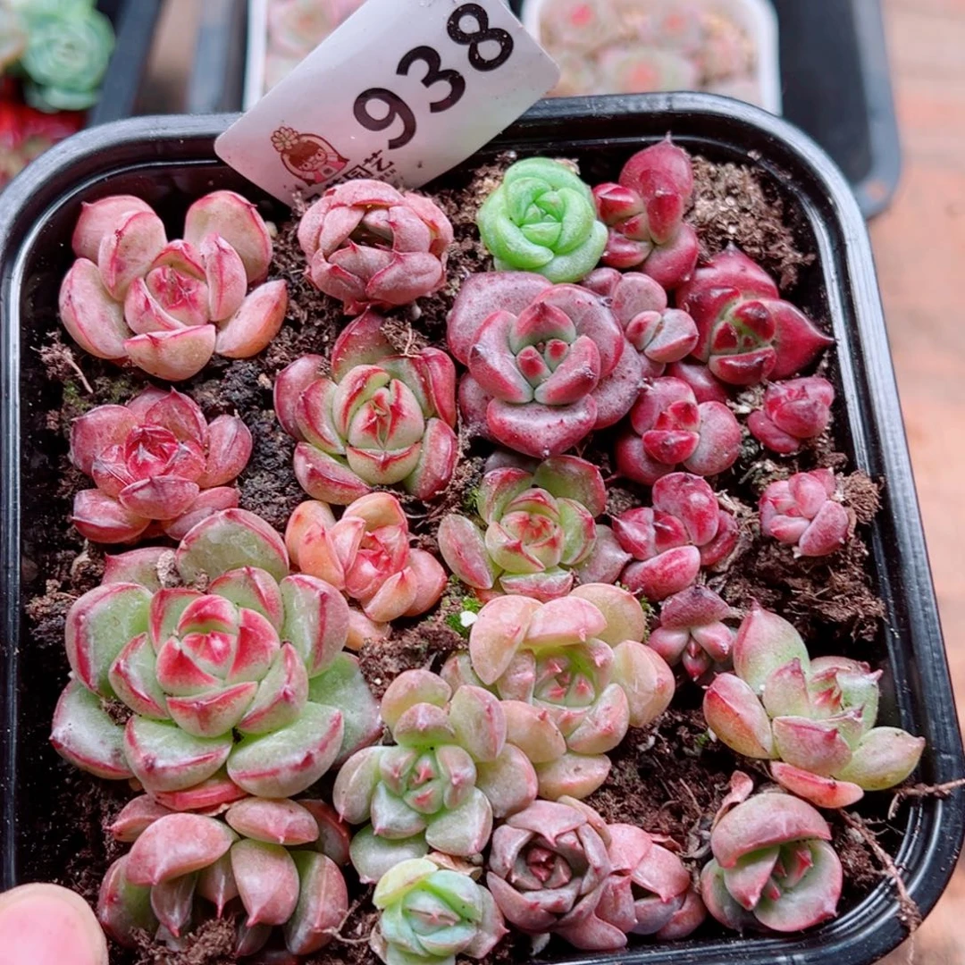 多肉植物多肉植物