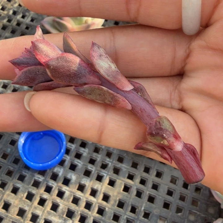 红玫瑰锦一个花剑