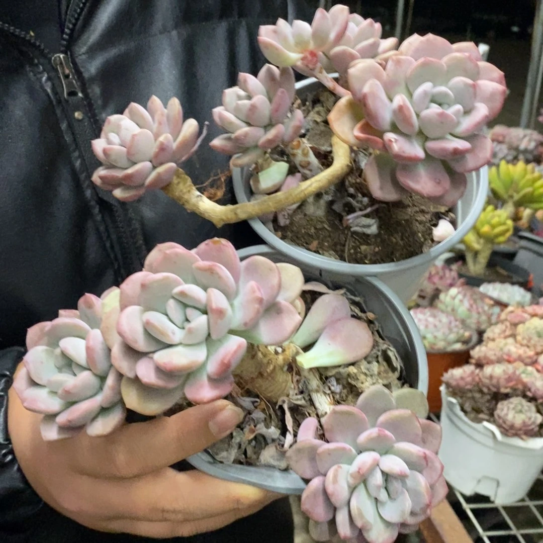 白露单头带仔两盆，120杯