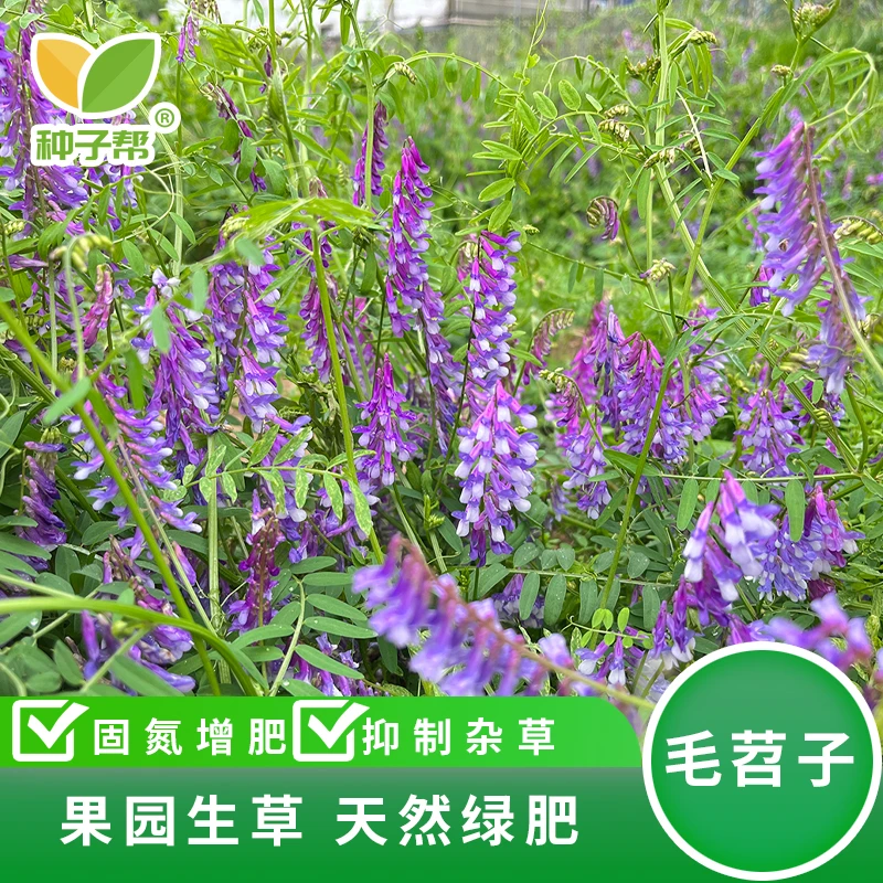 毛苕子种子耐寒耐果园生草天然绿肥改良土壤蜜源植物肥饲兼用