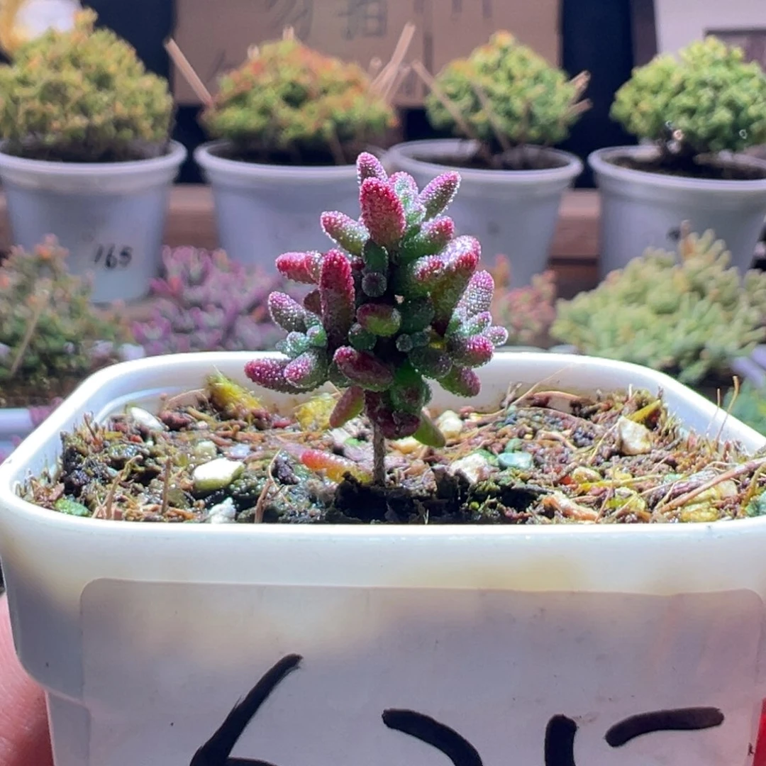 625红麒麟一物一拍包开箱