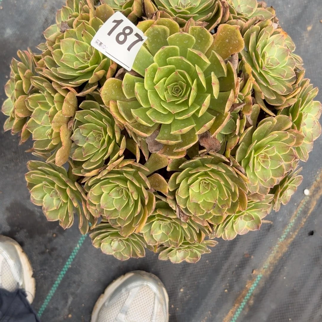 187大半夏多肉植物发货