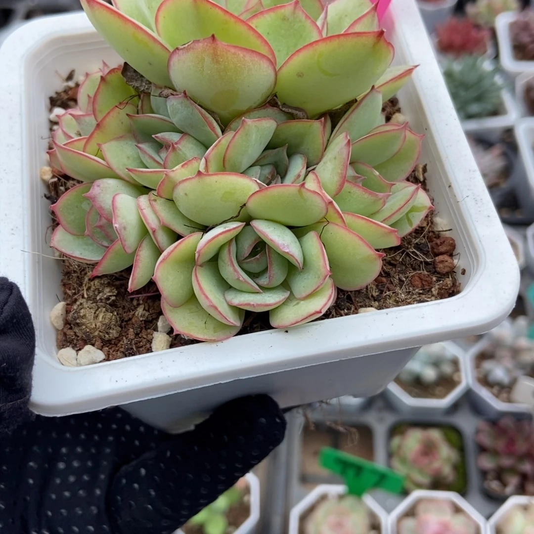 114牡丹亭多肉植物