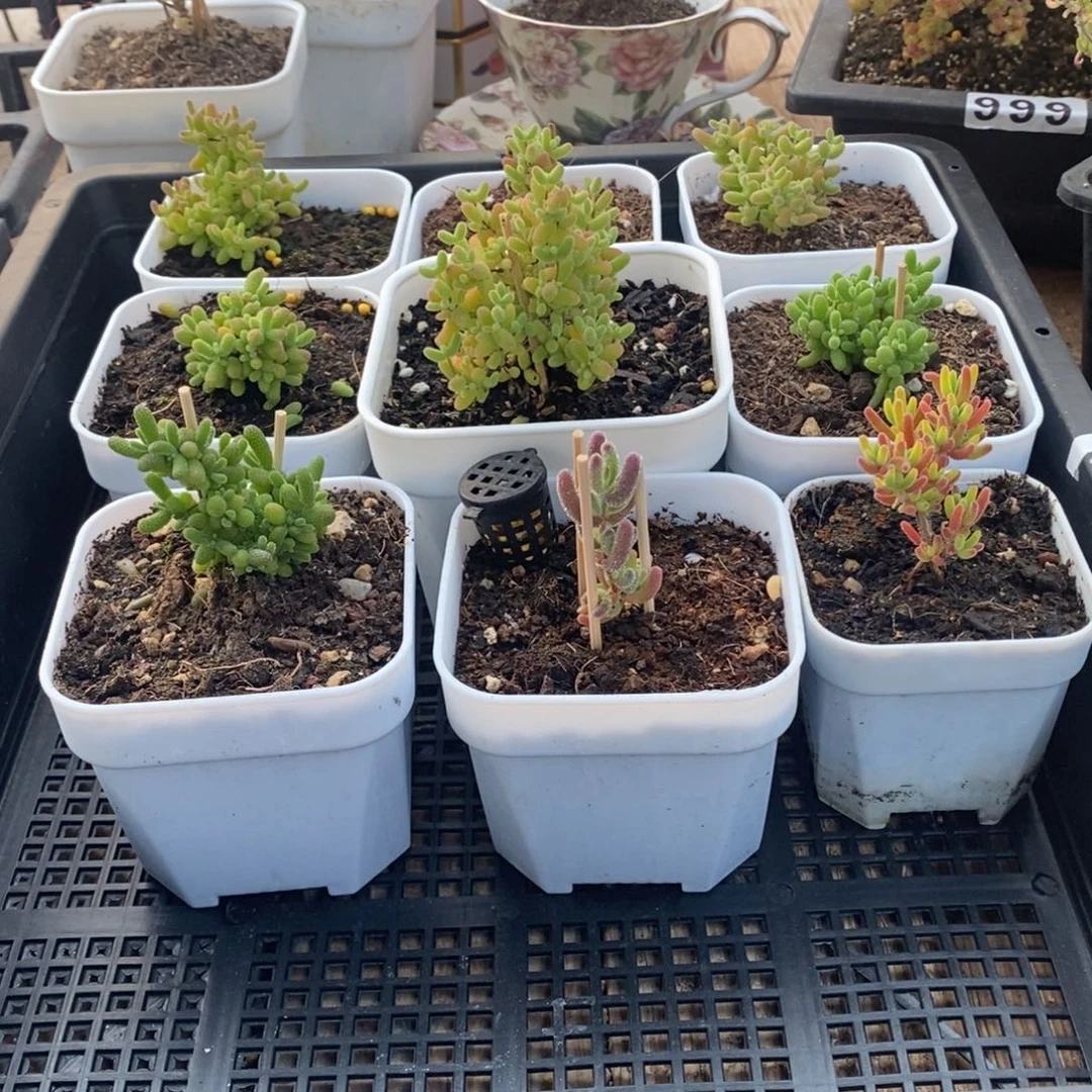 枝干番杏多肉植物676