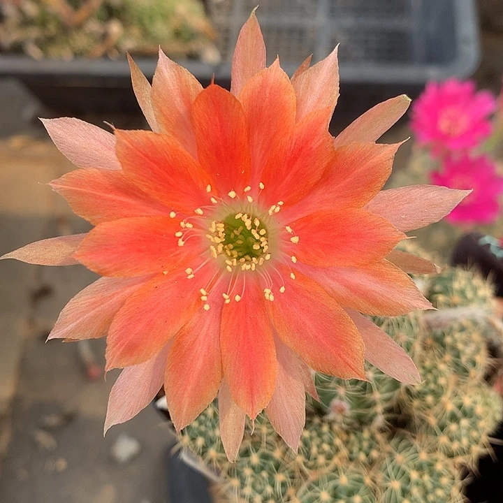 847 实生丽花7厘米盆