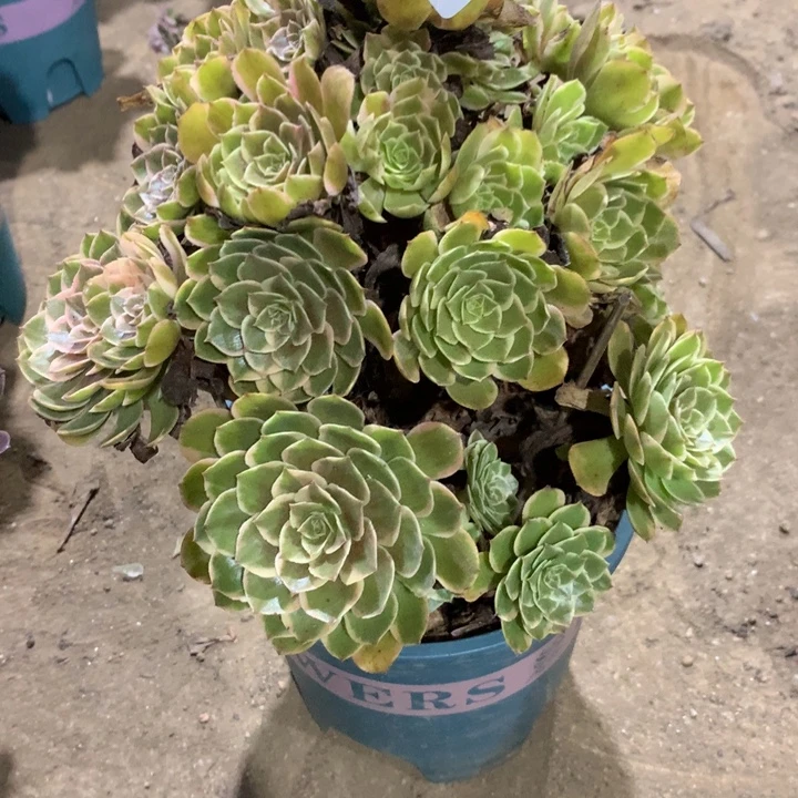 1388粉花妖多肉特价不售后
