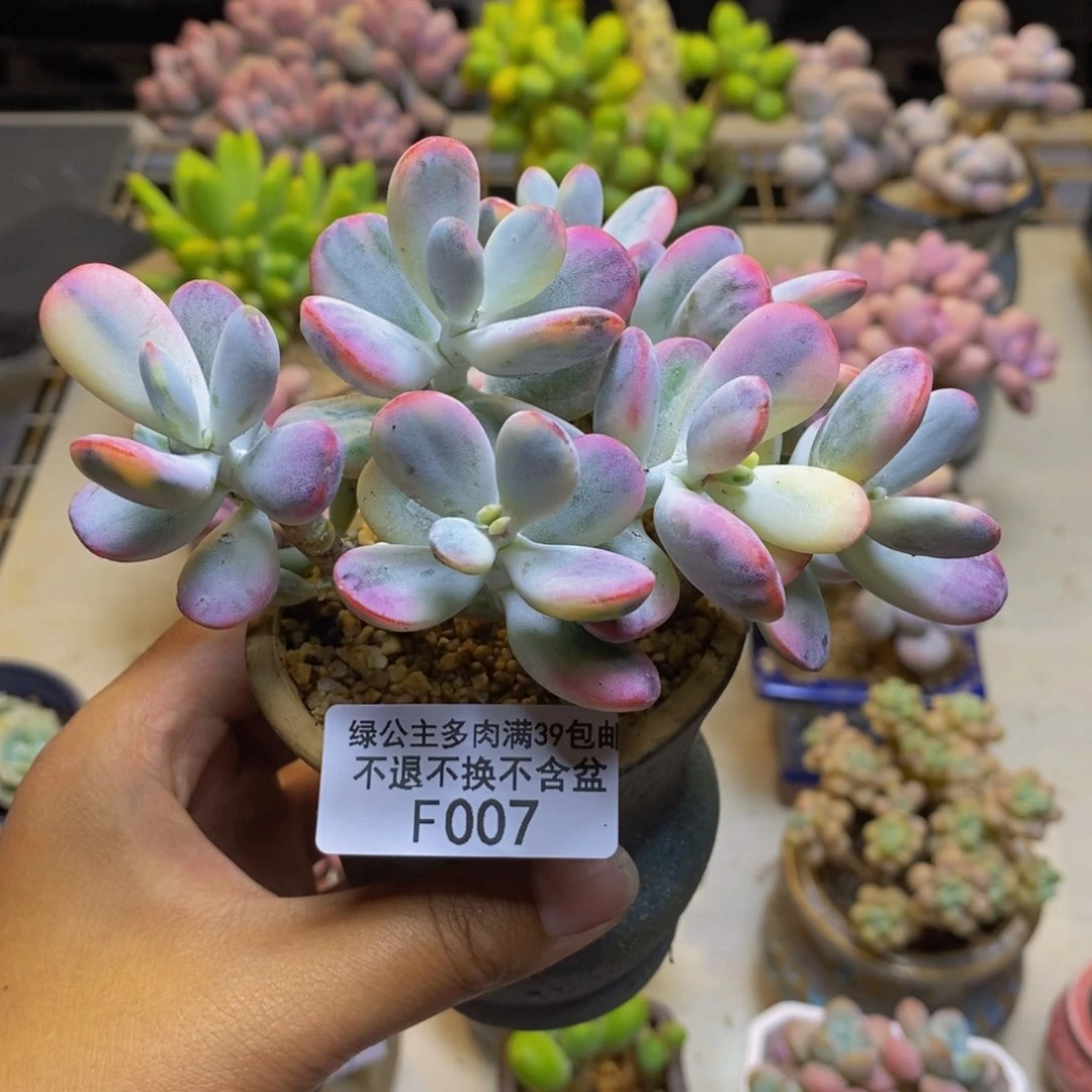 007乓乓福娘锦多肉有断枝