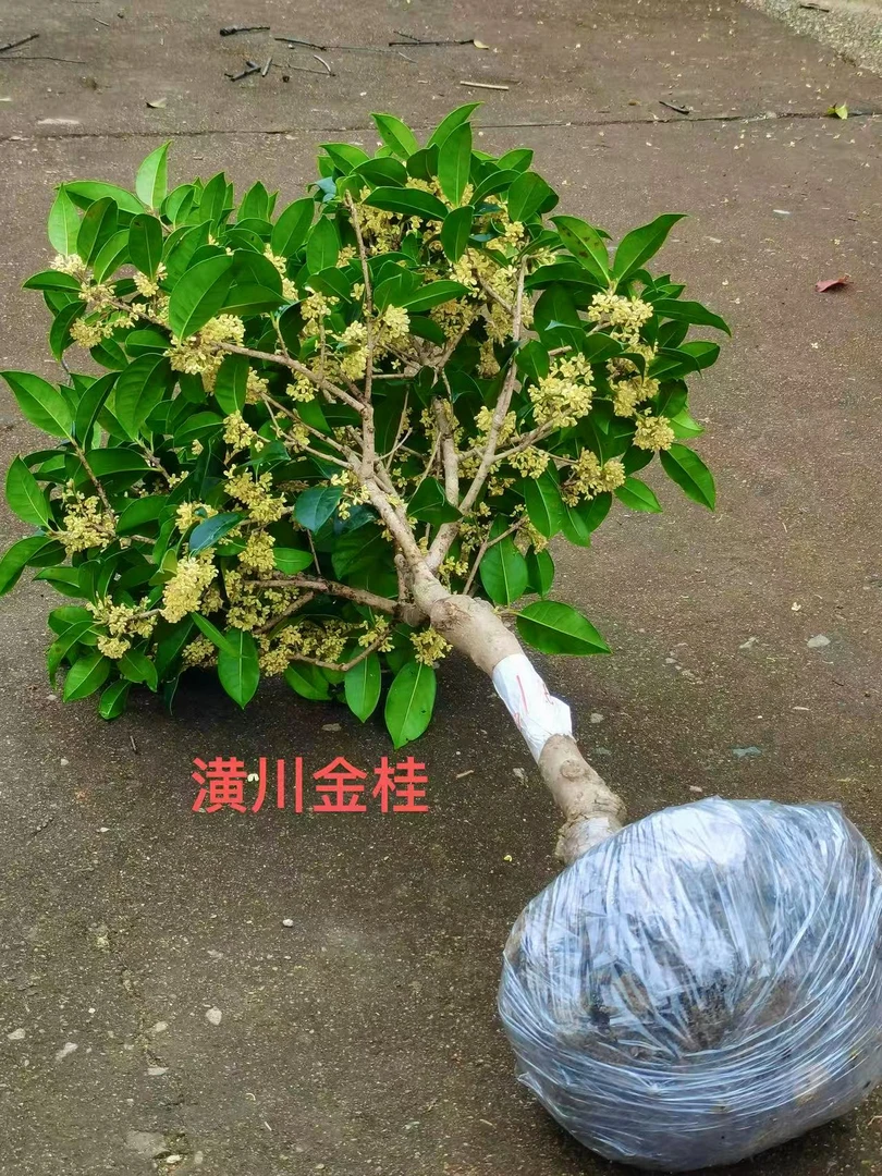 【顺丰发货】庭院阳台耐寒花卉桂花盆栽四季开花浓香型好养活