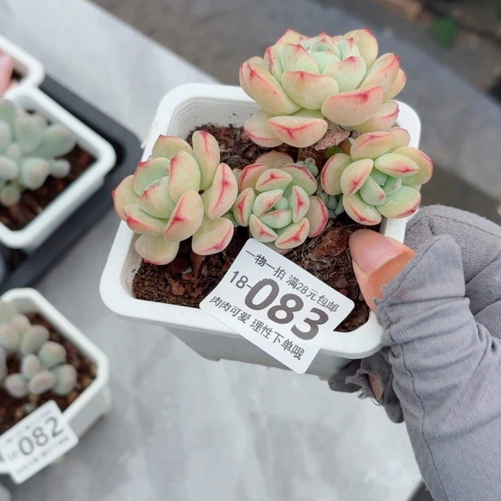 白底香草无盆土发货多