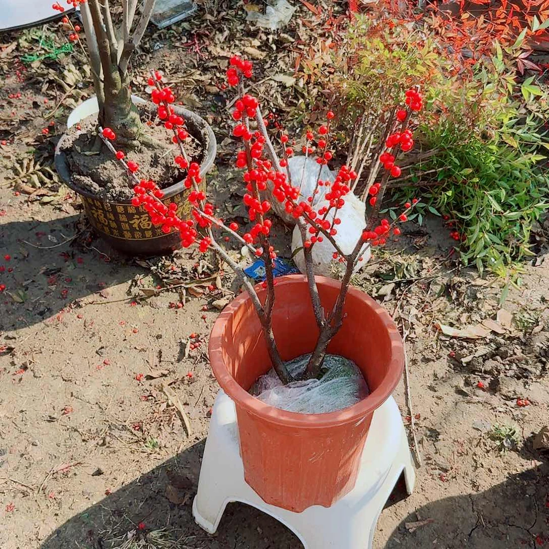 青***草无花朵北美冬青耐寒植物