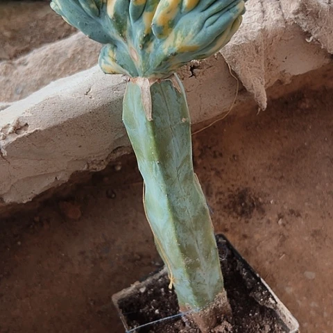 361处理龙神木缀化的一