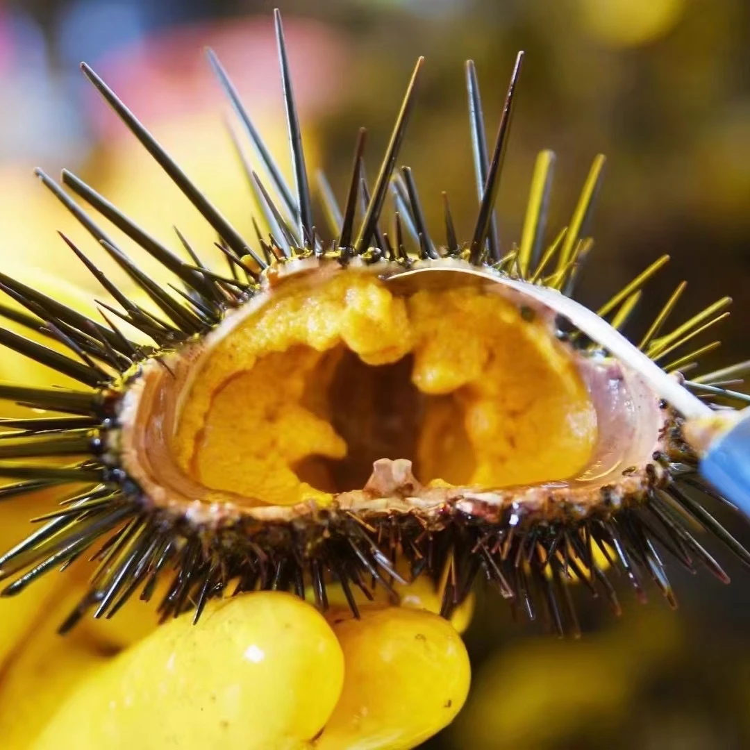 野生海胆海胆肉【深圳顺丰冷链极速发货】纯手工剥海捕海鲜海味十足