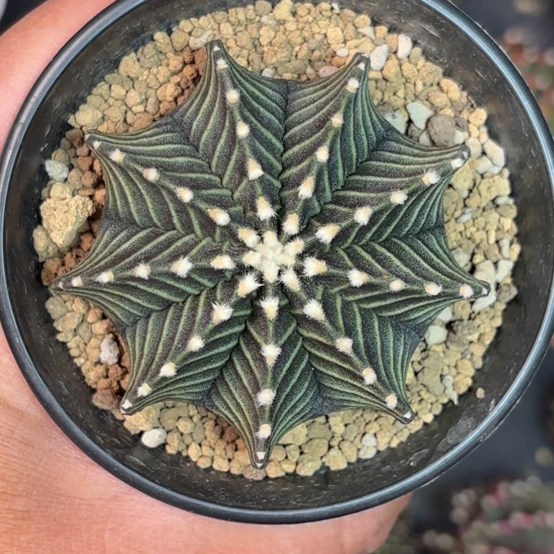 泰系米哈仙人球实生88