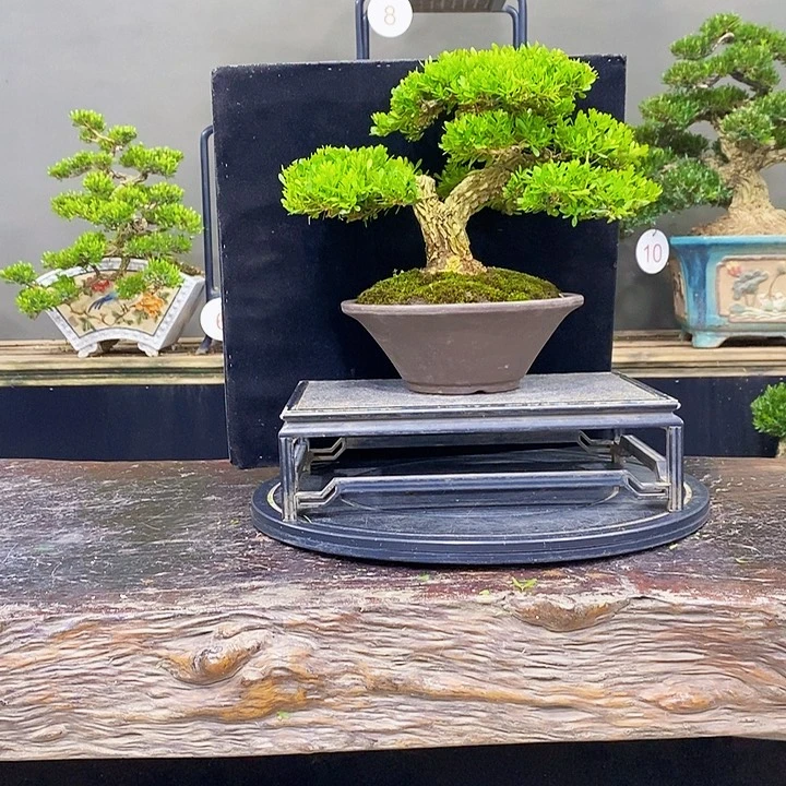 无花朵黄杨盆景四季常青