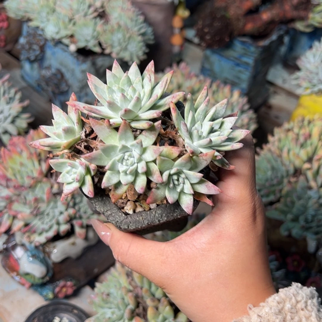 3437哈哈哈哈哈哈哈哈