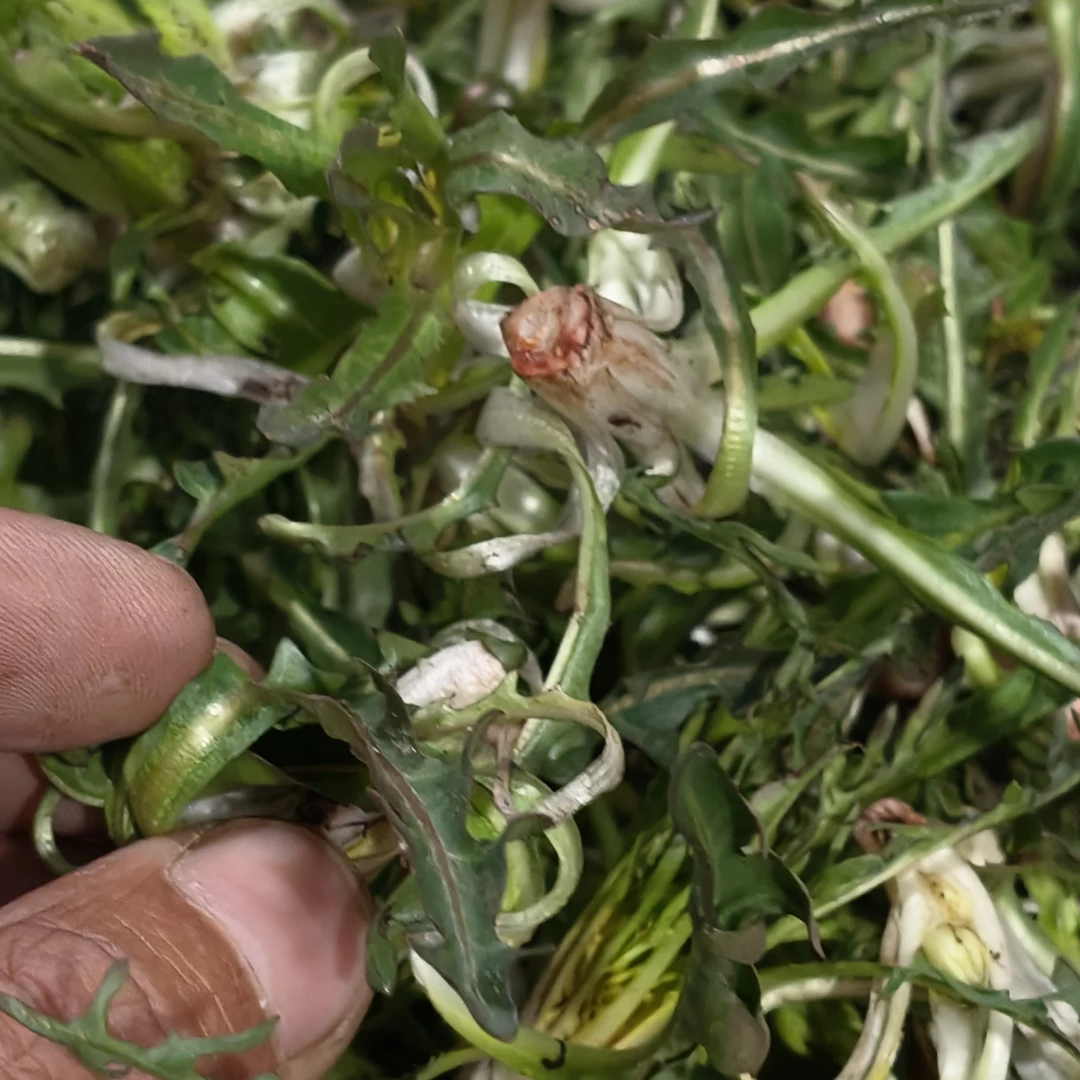 【矮白婆婆丁】围场山野菜，现挖现发，京东包邮