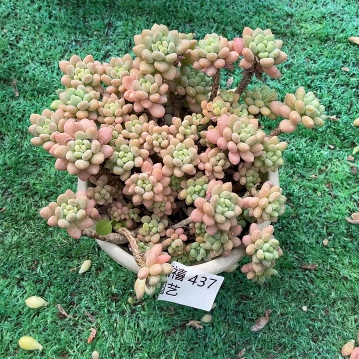 芸*妹437洛可可多肉植物多肉