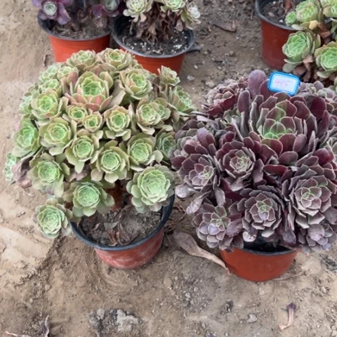 415多肉植物组合，