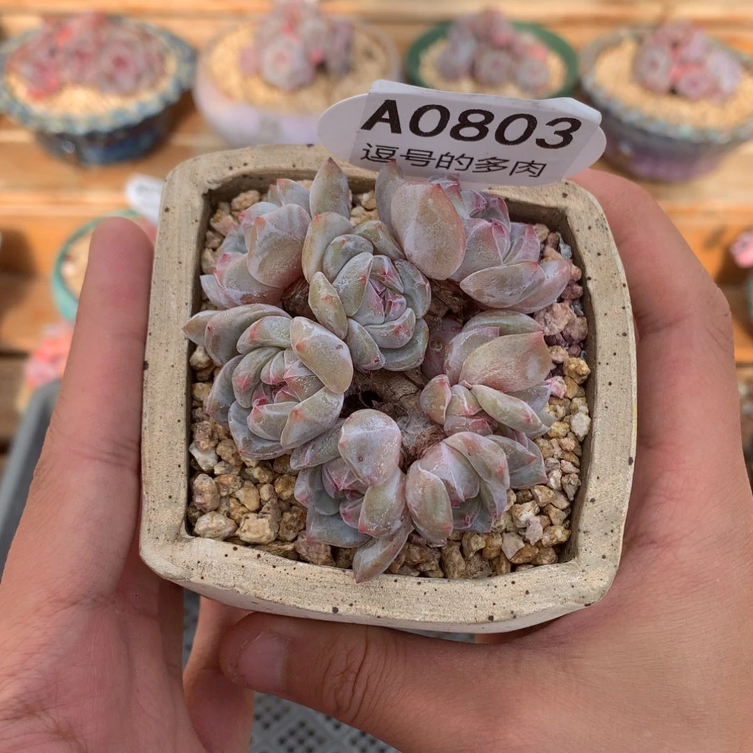 A0803 星影小群 有砍 紫心 7.5cm