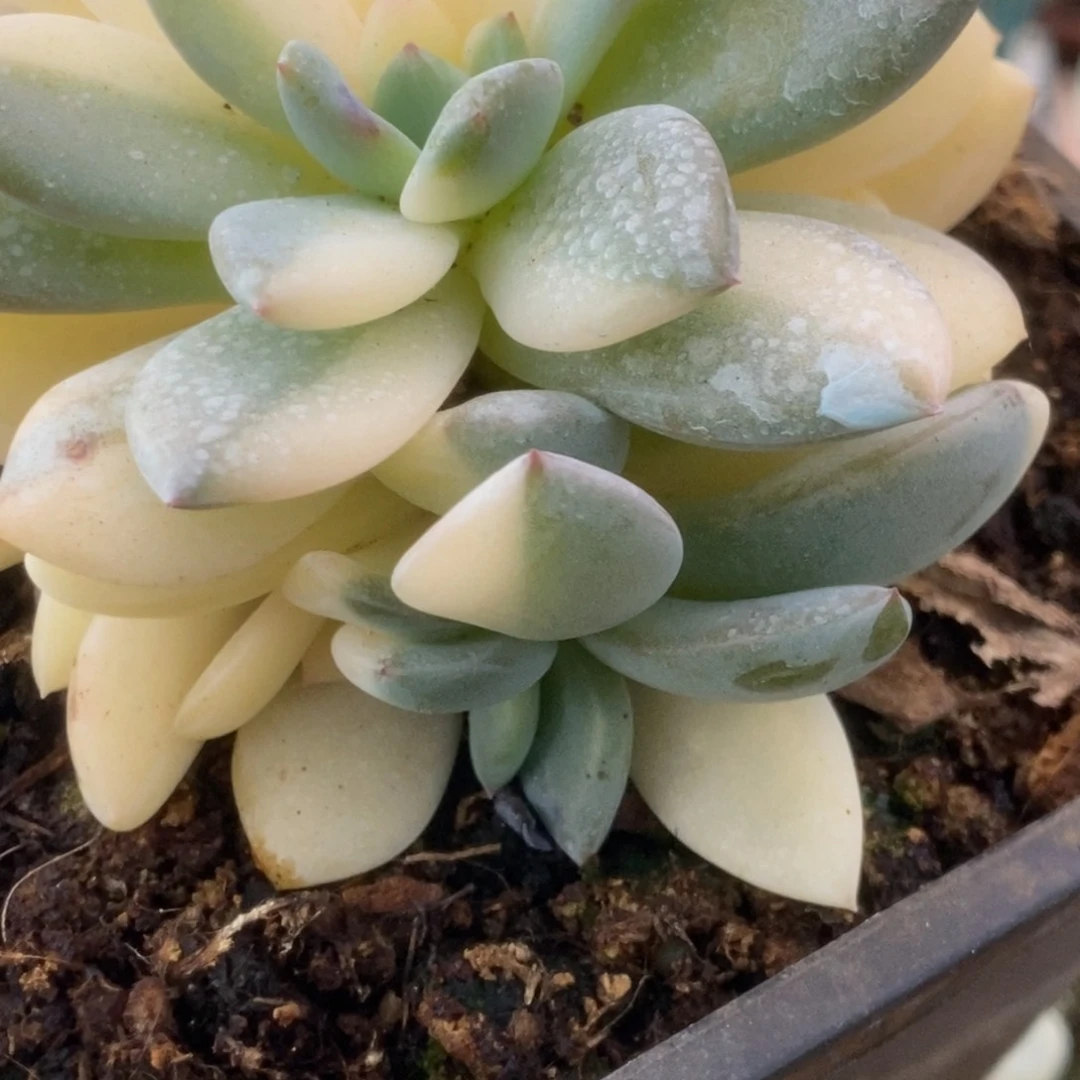 209橙子锦锦锦锦锦锦锦