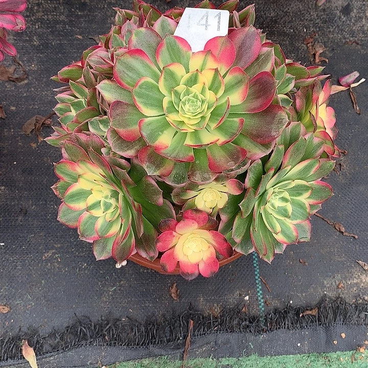 141.海仙多肉植物