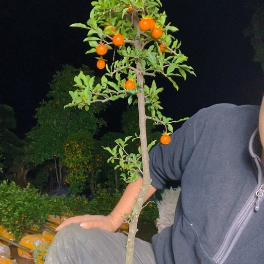 无花朵金弹子庭院原生品种