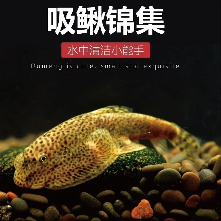 爬岩鳅专用除藻鱼清道夫锦鲤清洁小型观赏鱼鲜活金鱼苗小鲃鱼