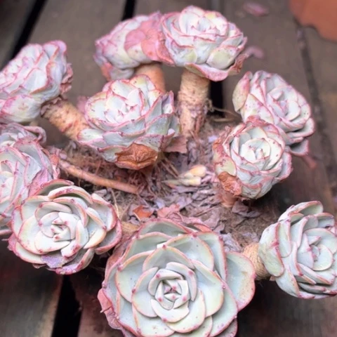 华**王多肉植物的植物