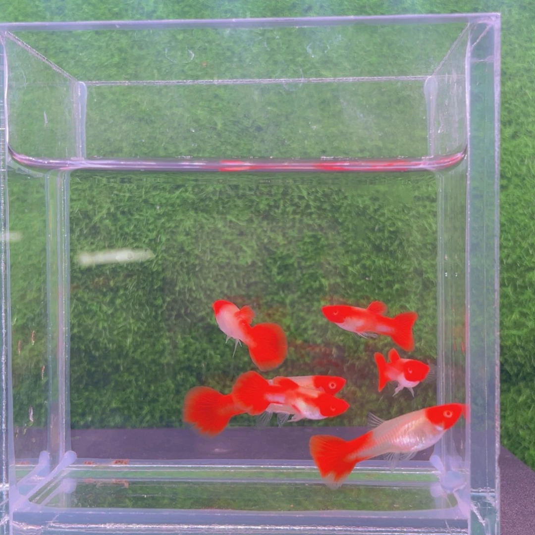 孔雀鱼鸿运当头三对