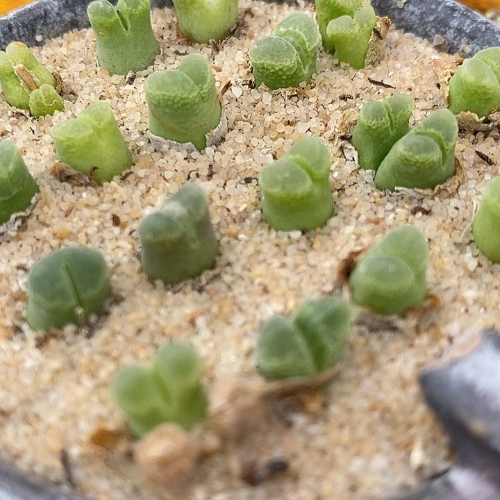 奶瓶风铃10颗。