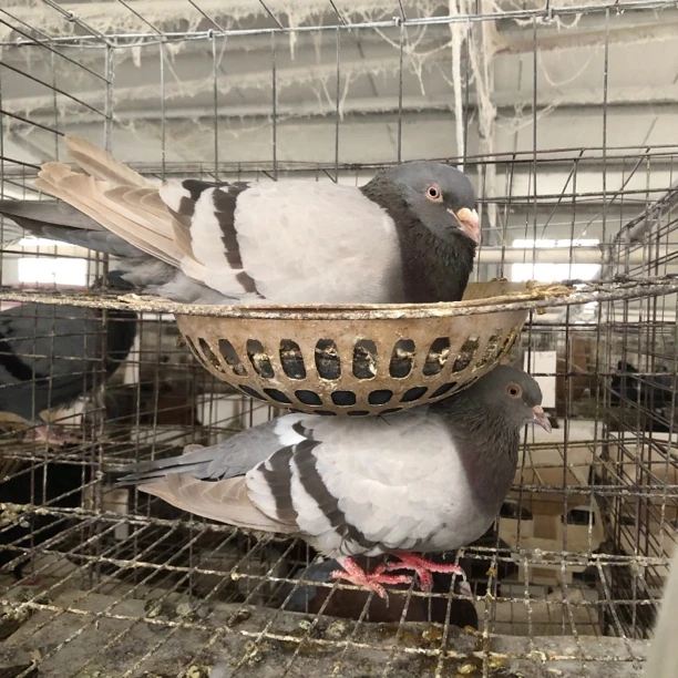 鸽子一对 信鸽一对 信鸽佩带足环 鸽子下单链接