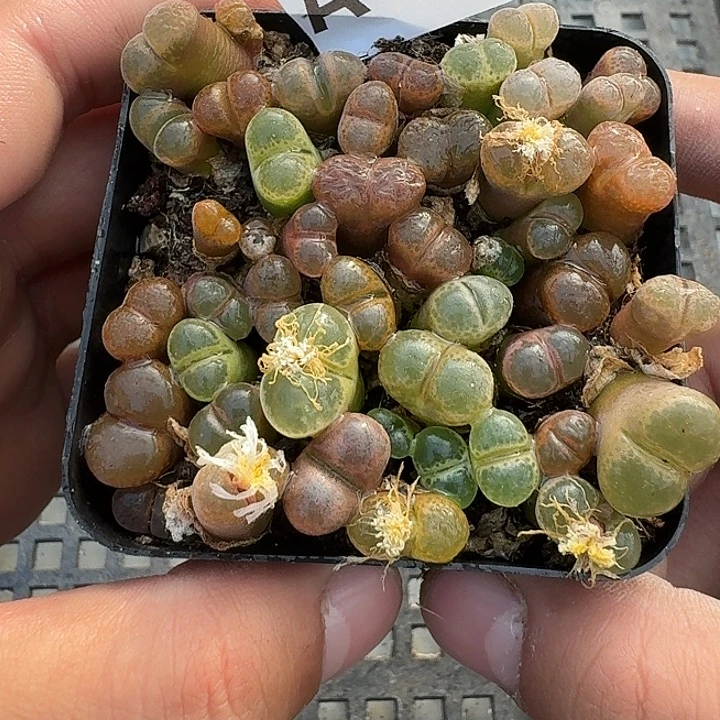 11 多肉植物多肉植物