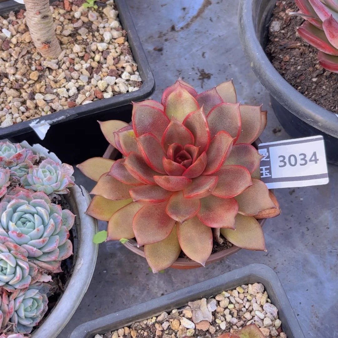 原始红灯多肉植物3034