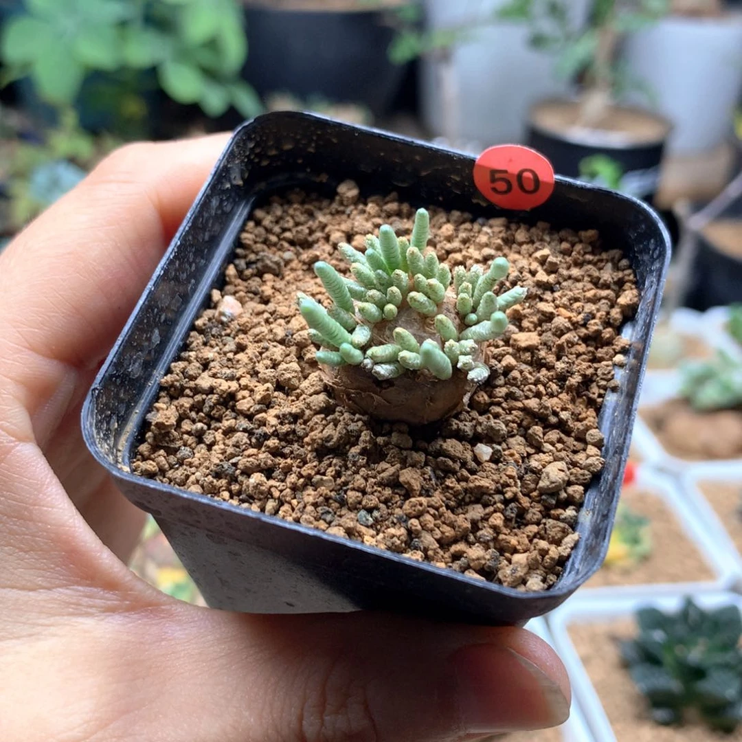 红花韧锦母本带盆50