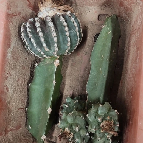 1197处理枕木无根的仙人球