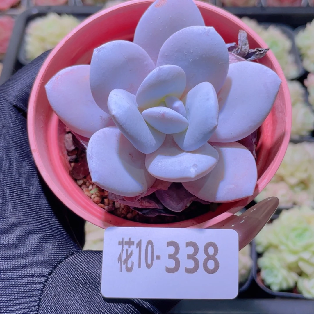 花利美10-338粉雪莲