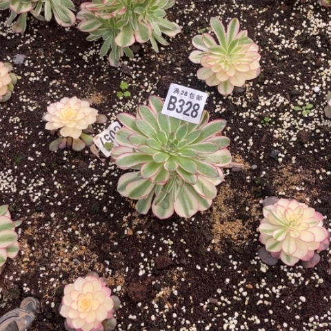 328荔枝不包断枝