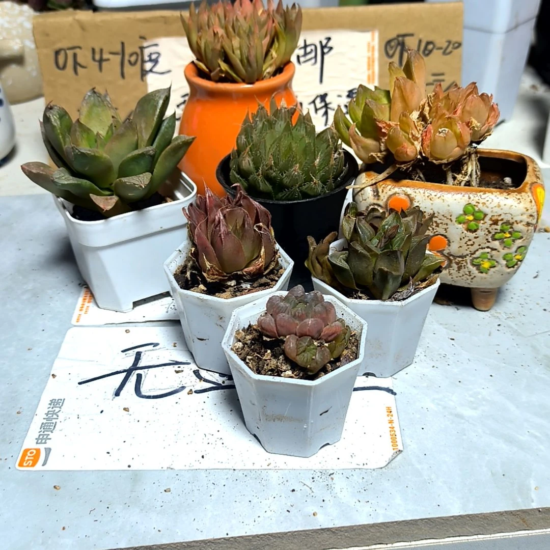 满6元包邮，七颗不同玉露，有小有多头