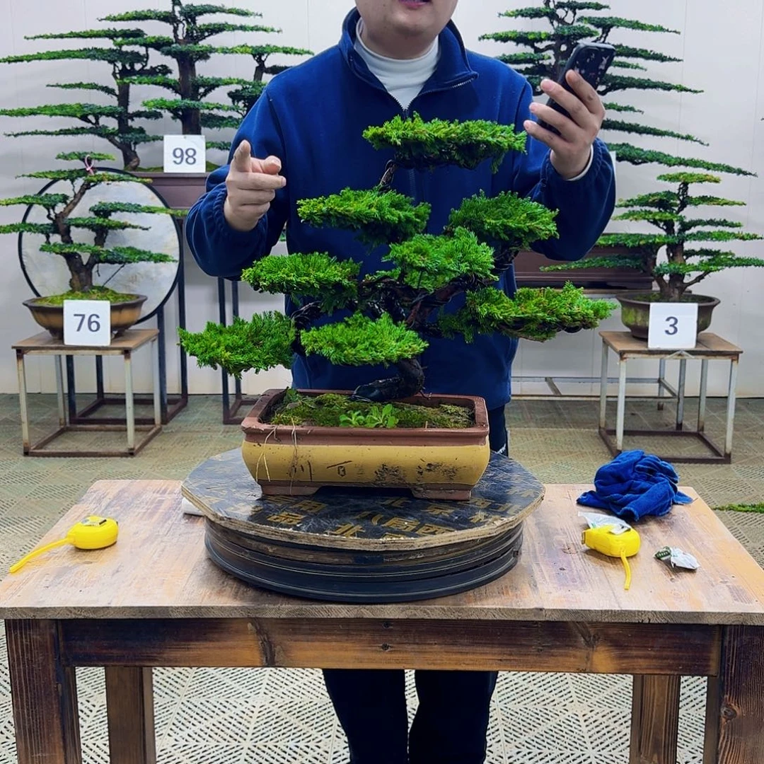 无花朵柏树造型盆景