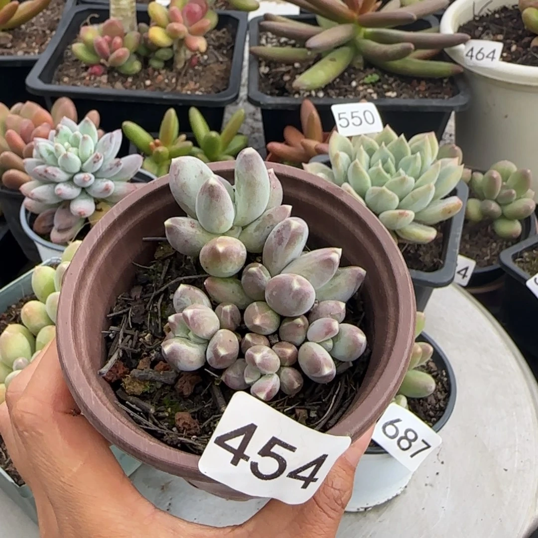 454号一物一拍一物一拍一物一拍