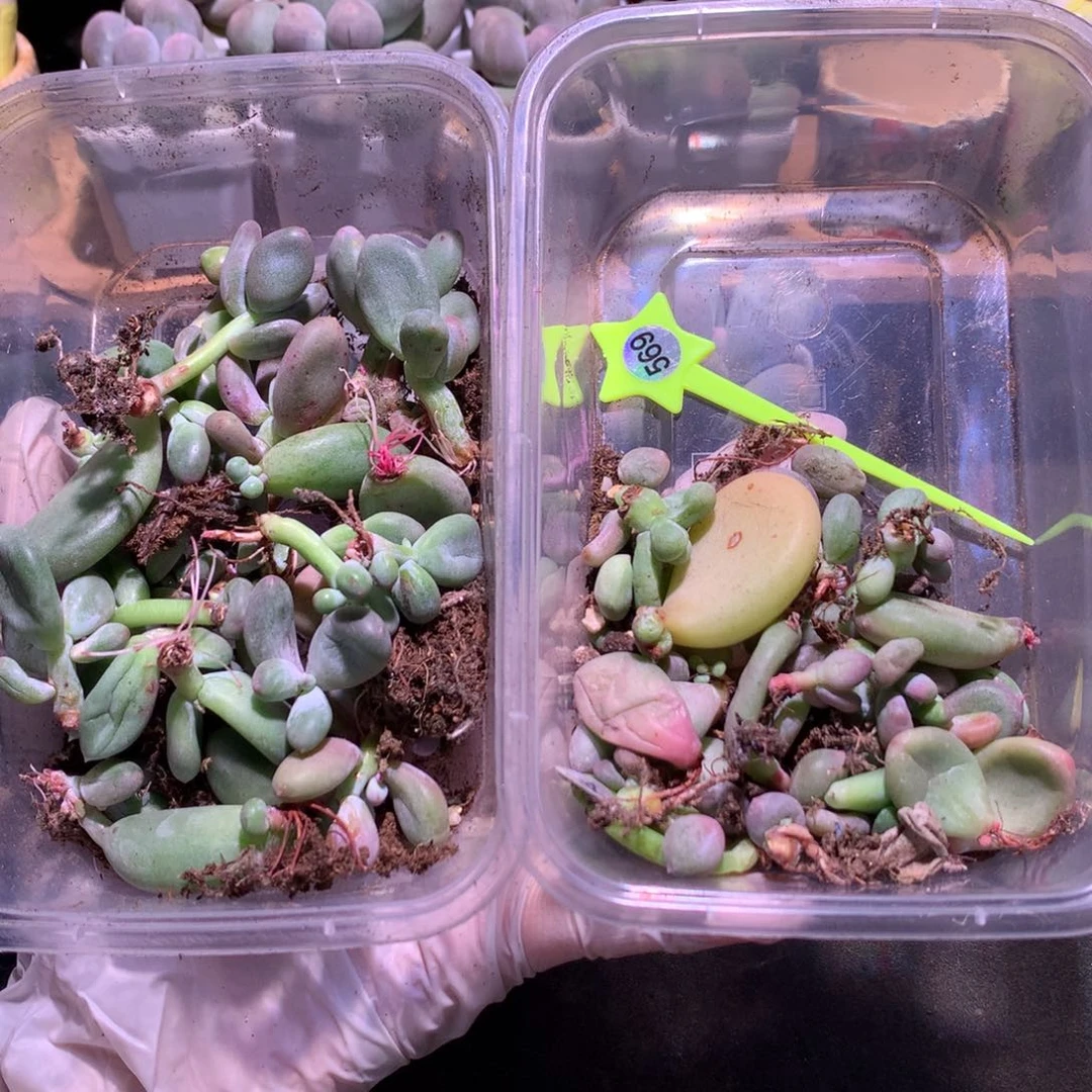 一起和高后给哈更尴尬