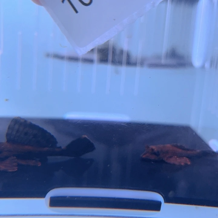 清道夫10-029鳄鱼异形2条