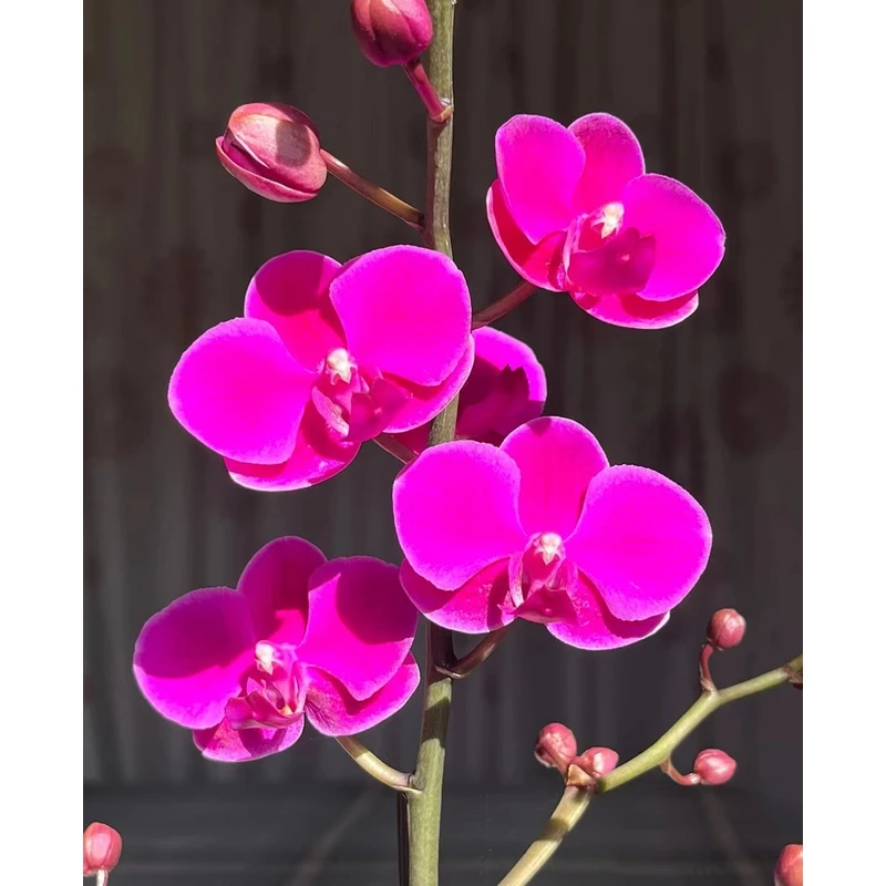 【满天红】蝴蝶兰  3.0寸杯带花剑带花苞