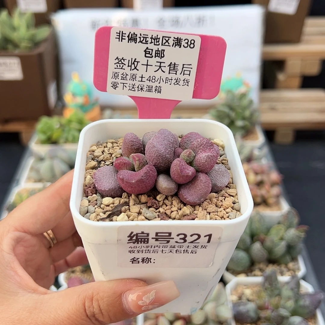 321夏娃多肉植物