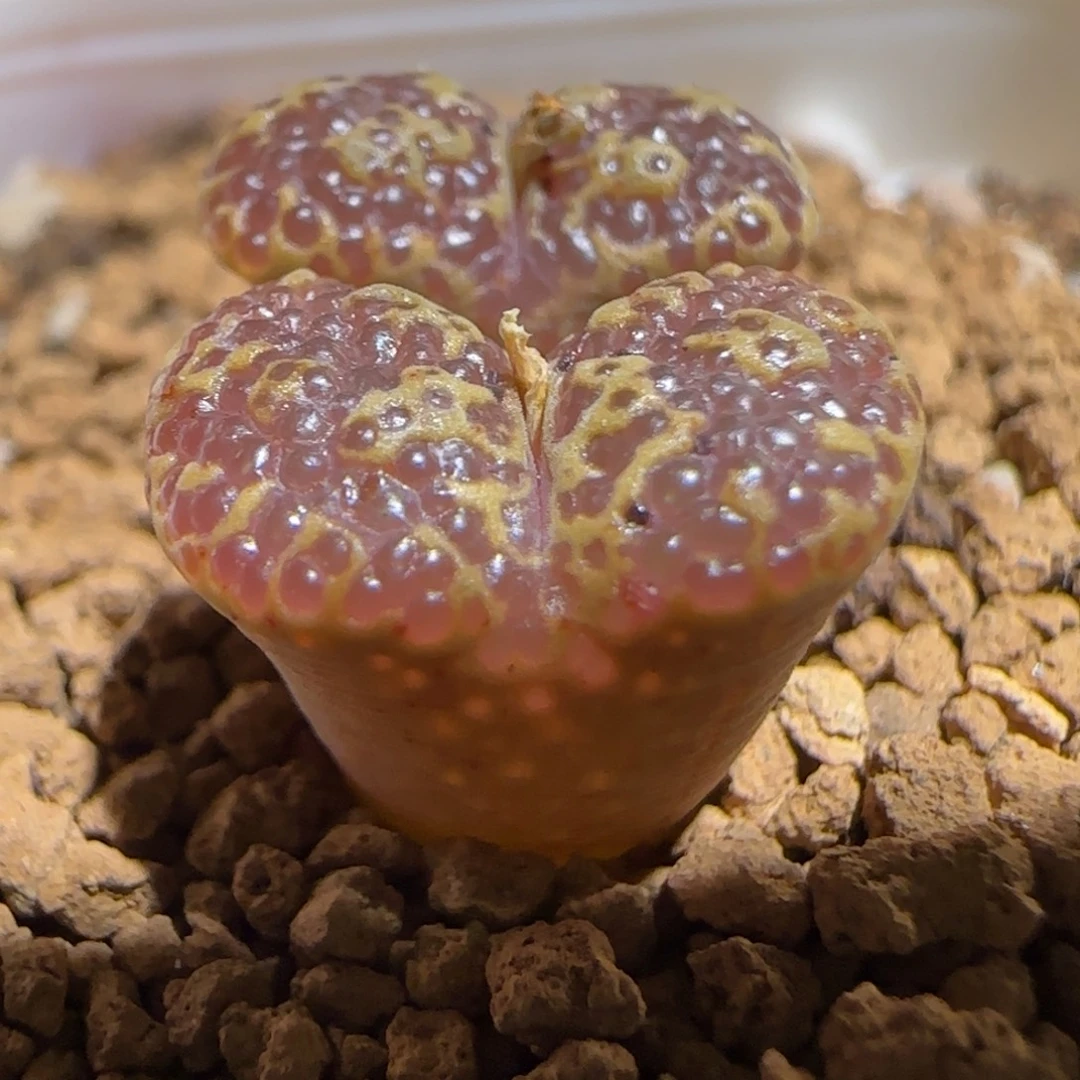 肉锥多肉植物组合-超级泡泡勋1302