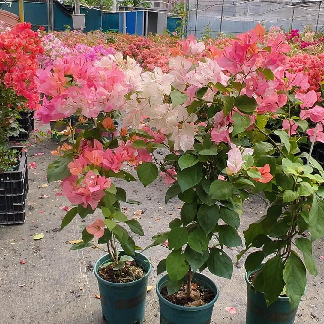 当前无花栽培后可以开花橙口红带竹一颗
