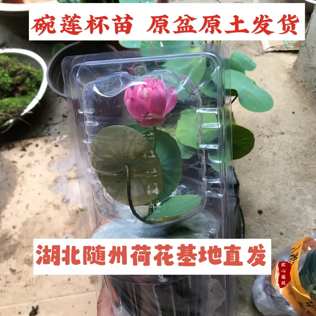 碗莲杯苗【匠心莲苑】小微型碗莲杯苗 25厘米内径盆种植