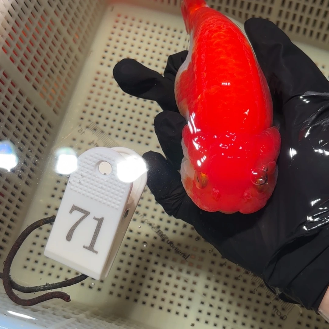 金鱼运费到付，或者拍包装包邮