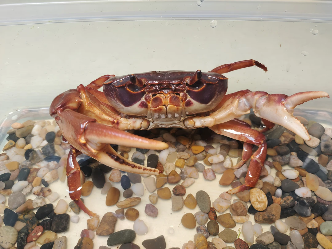 海南非仿溪蟹南海溪蟹观赏蟹宠物蟹巨钳蟹易养